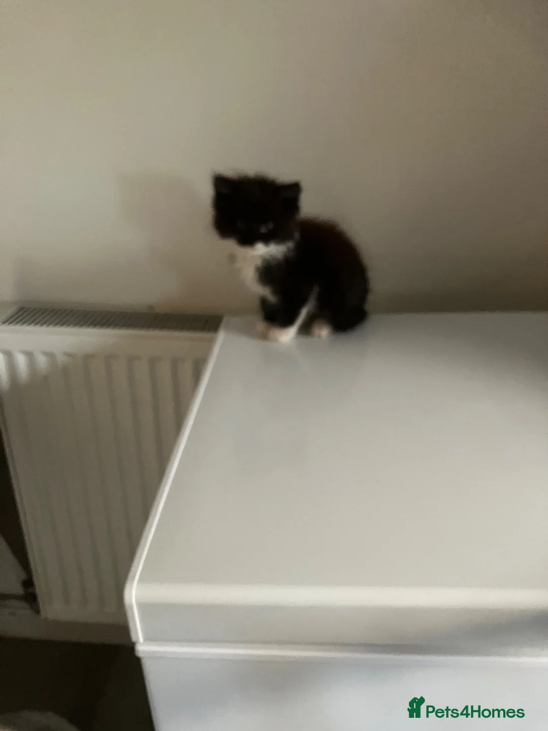Mixed Breed cats for sale: 2 male kittens - Advert 2
