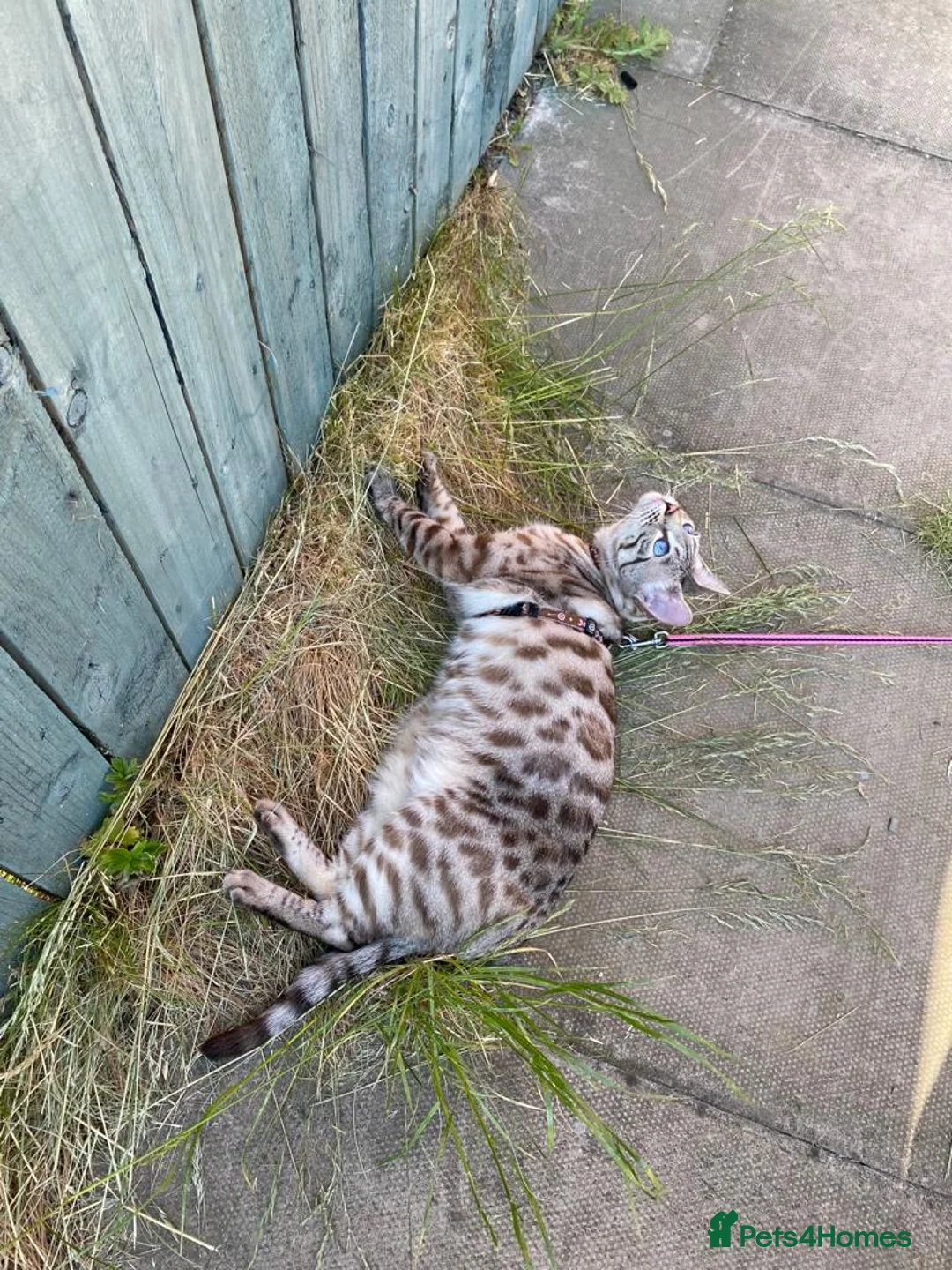 Gallery Image {{count}}