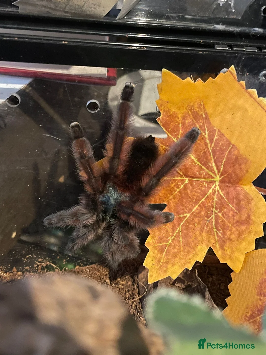 Tarantulas invertebrates for sale: Versi, curly hair, electric blue - Advert 3