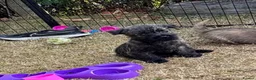 Cairn Terrier dogs for sale: Sweetest Little KC Reg Cairn Terrier Puppies.  - Advert 32