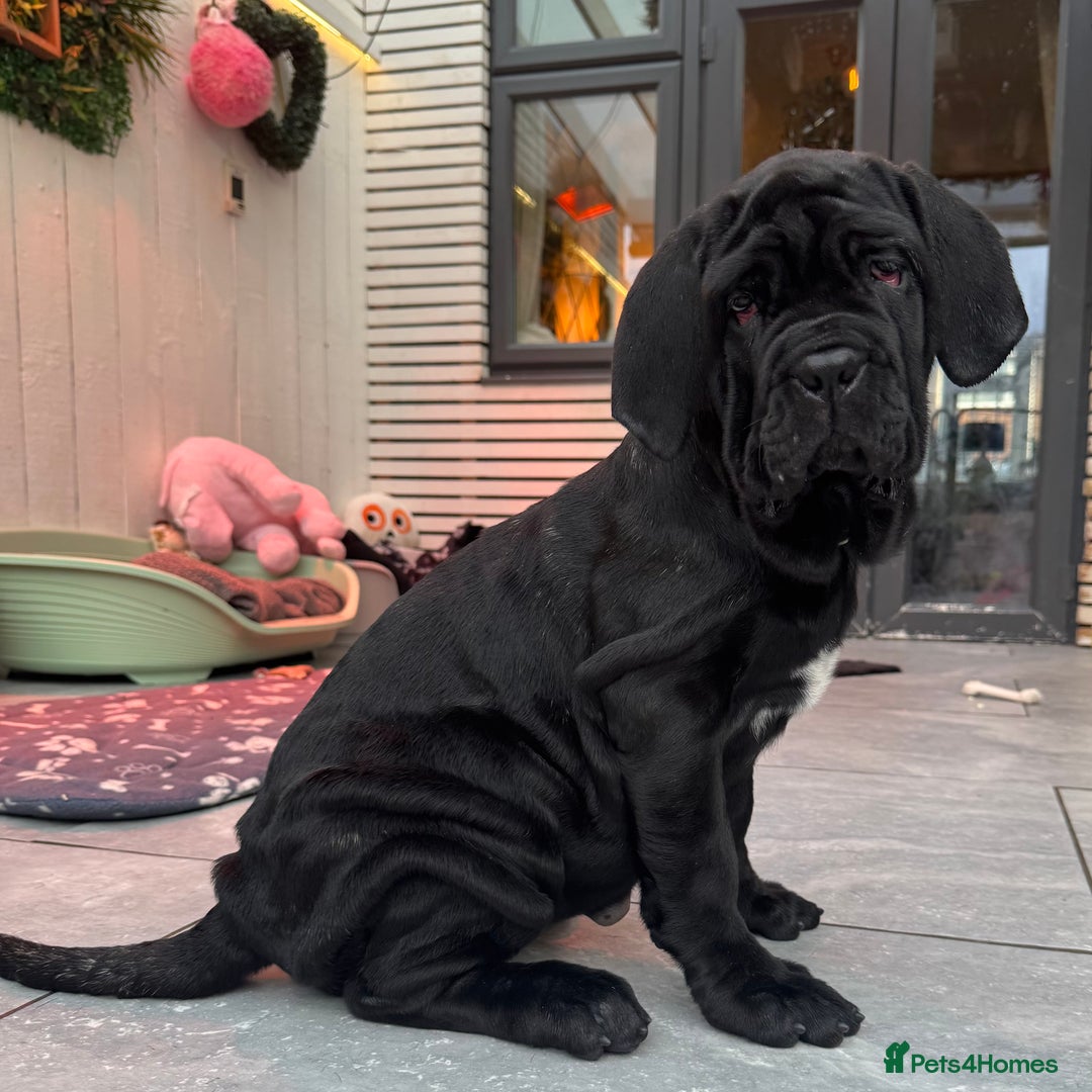 Neapolitan Mastiff dogs for sale: 2 black female Neapolitan mastiff puppies  - Advert 19