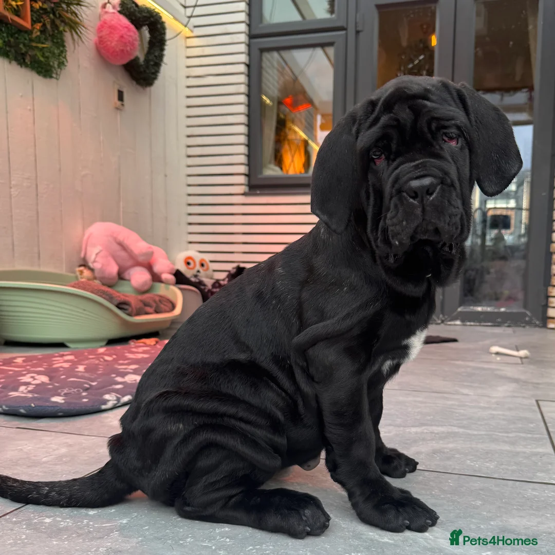 Neapolitan Mastiff dogs for sale: 2 black female Neapolitan mastiff puppies  - Advert 19