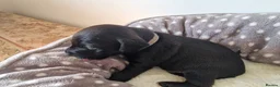 Patterdale Terrier dogs for sale: 1 left - Working Patty Pup - Advert 30