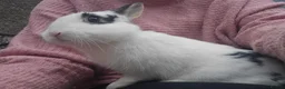 Mixed Breed rabbits for sale: English Spot Baby Bunnies  - Advert 7