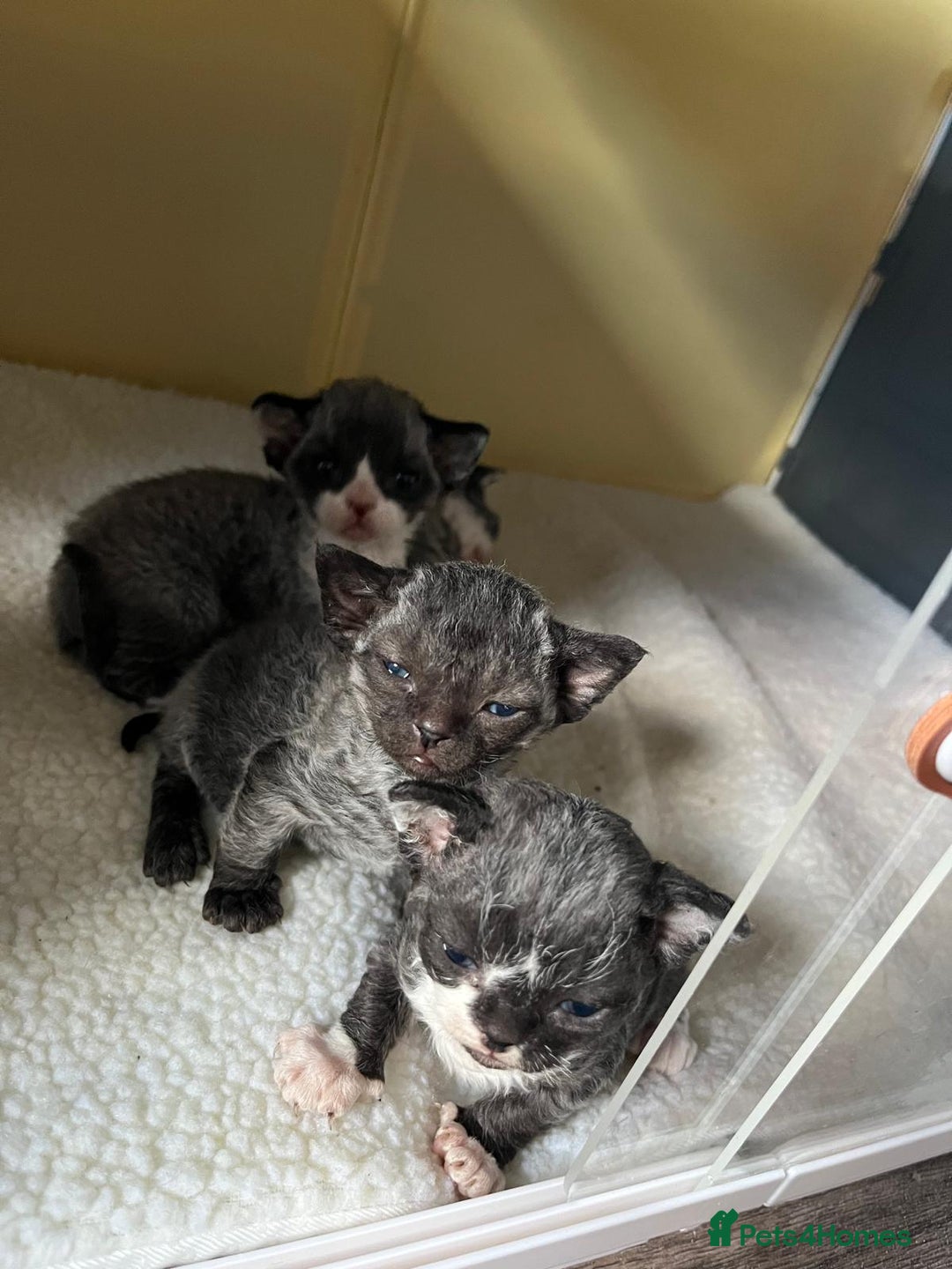 Devon Rex cats for sale: *SOLD*I am taking reservations for my next litter - Image 3