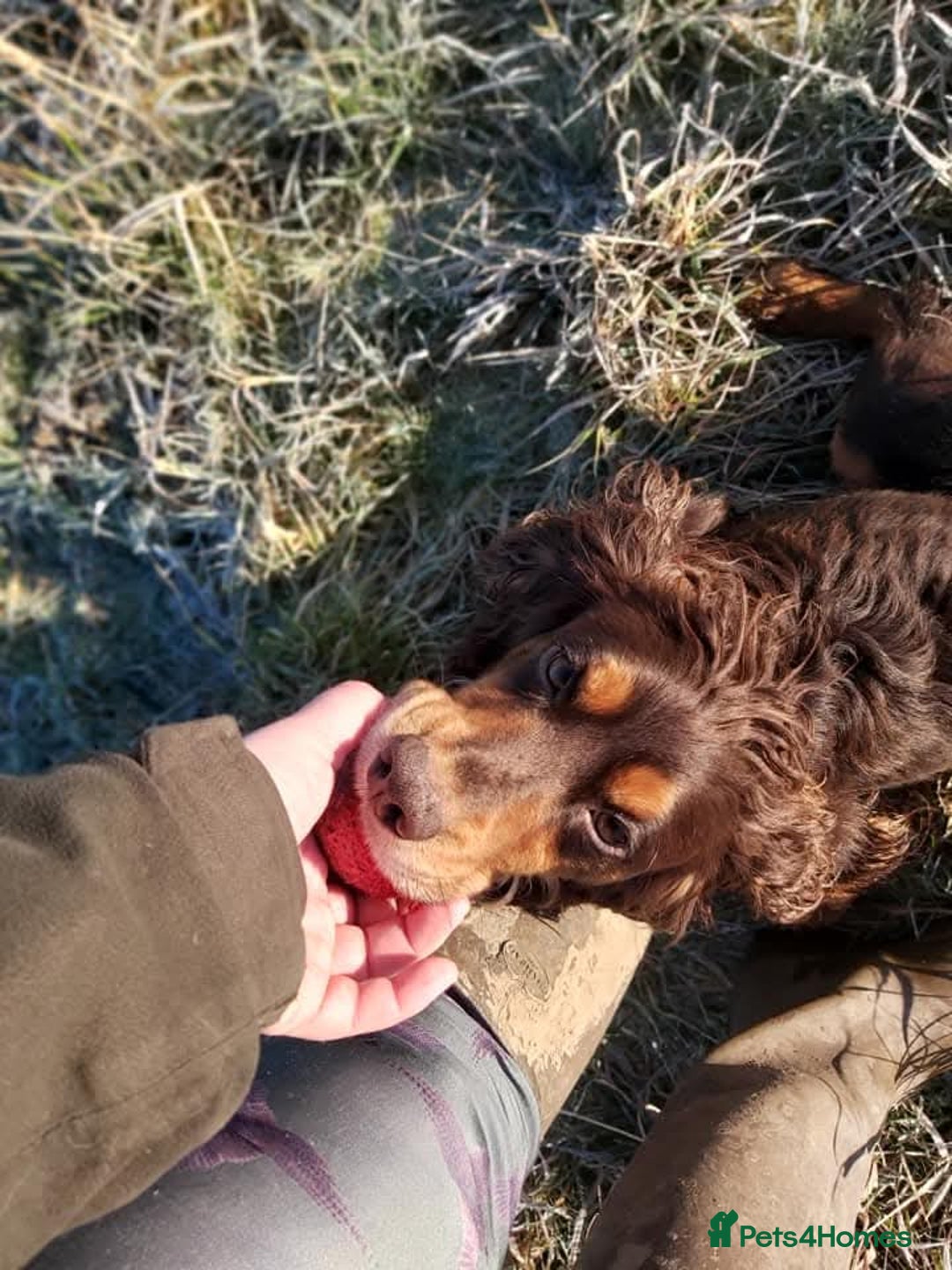Cocker Spaniel dogs for stud: Chocolate and Tan STUD - Advert 4