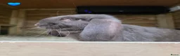 French Lop rabbits for sale: French Lops - Advert 3