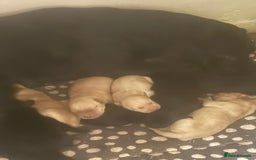 Labrador Retriever dogs for sale: Labrador  - Image 6