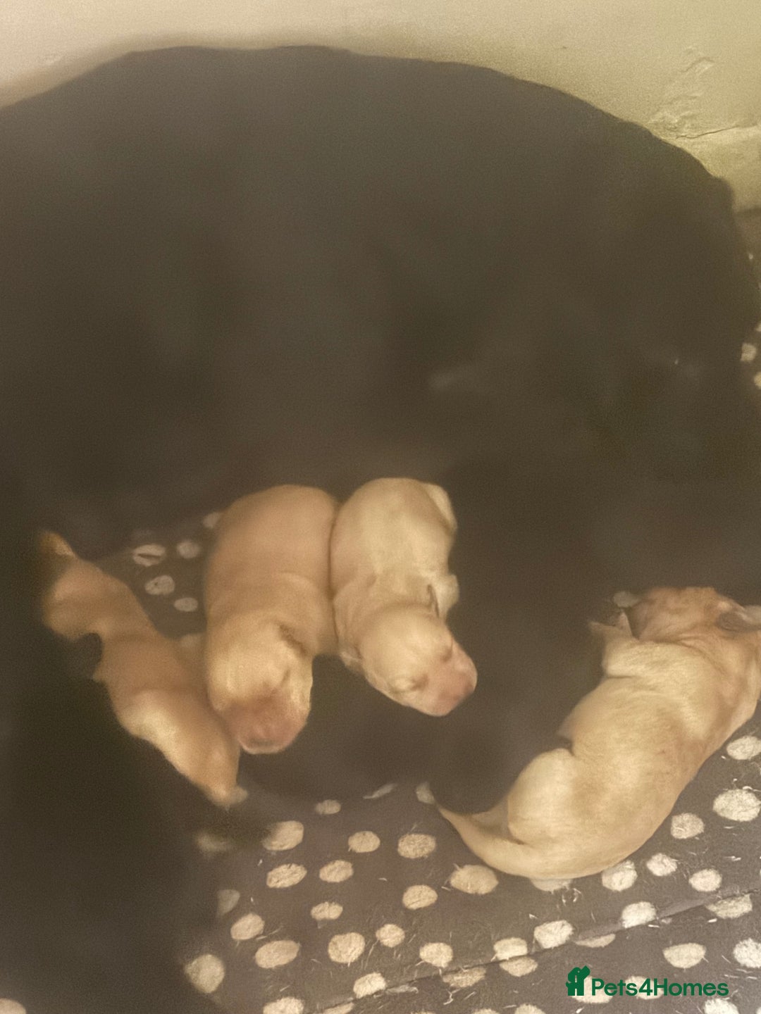 Labrador Retriever dogs for sale: Labrador  - Image 6