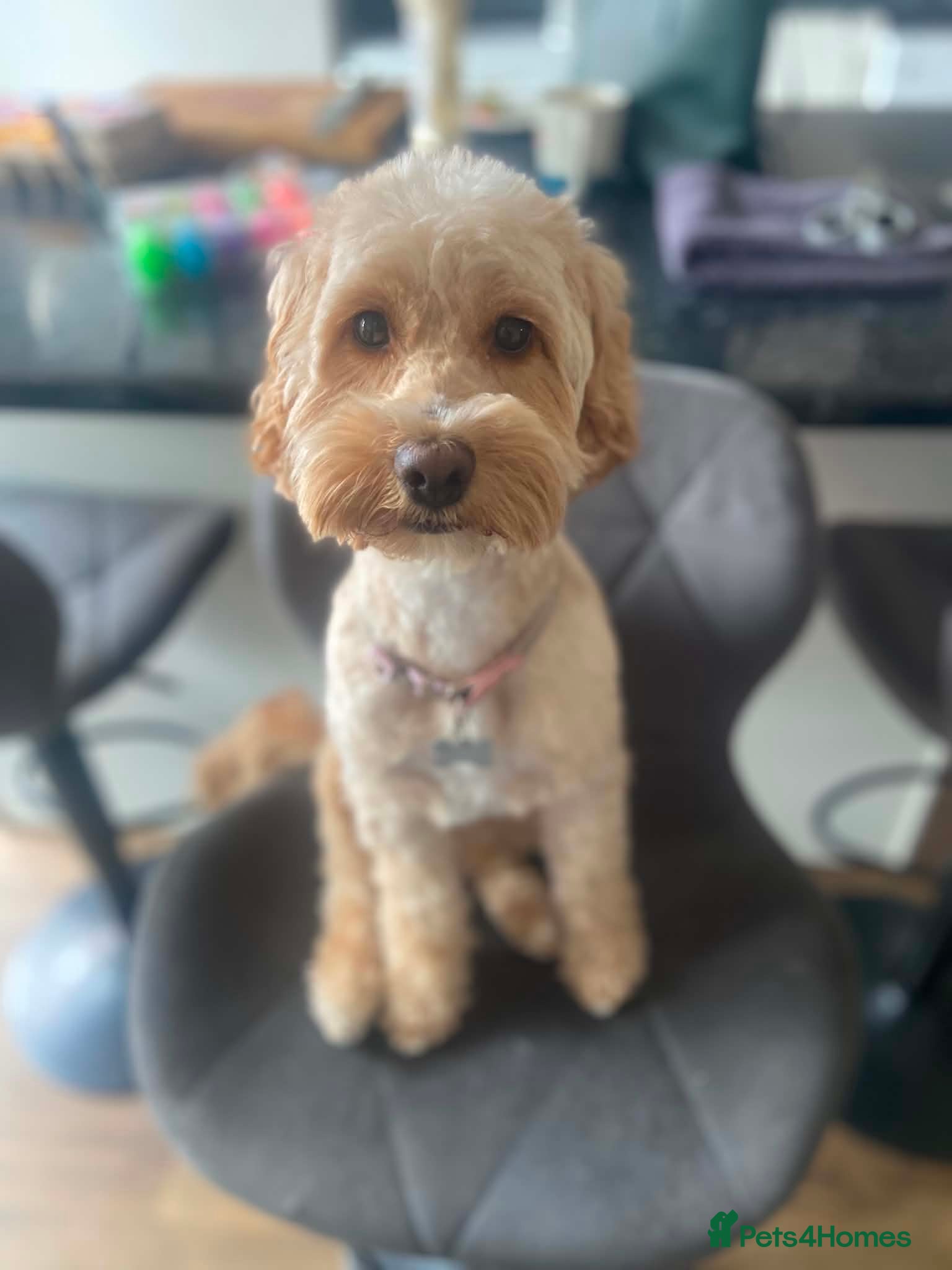 Cockapoo dogs Daisy- mini Cockapoo - Advert 1