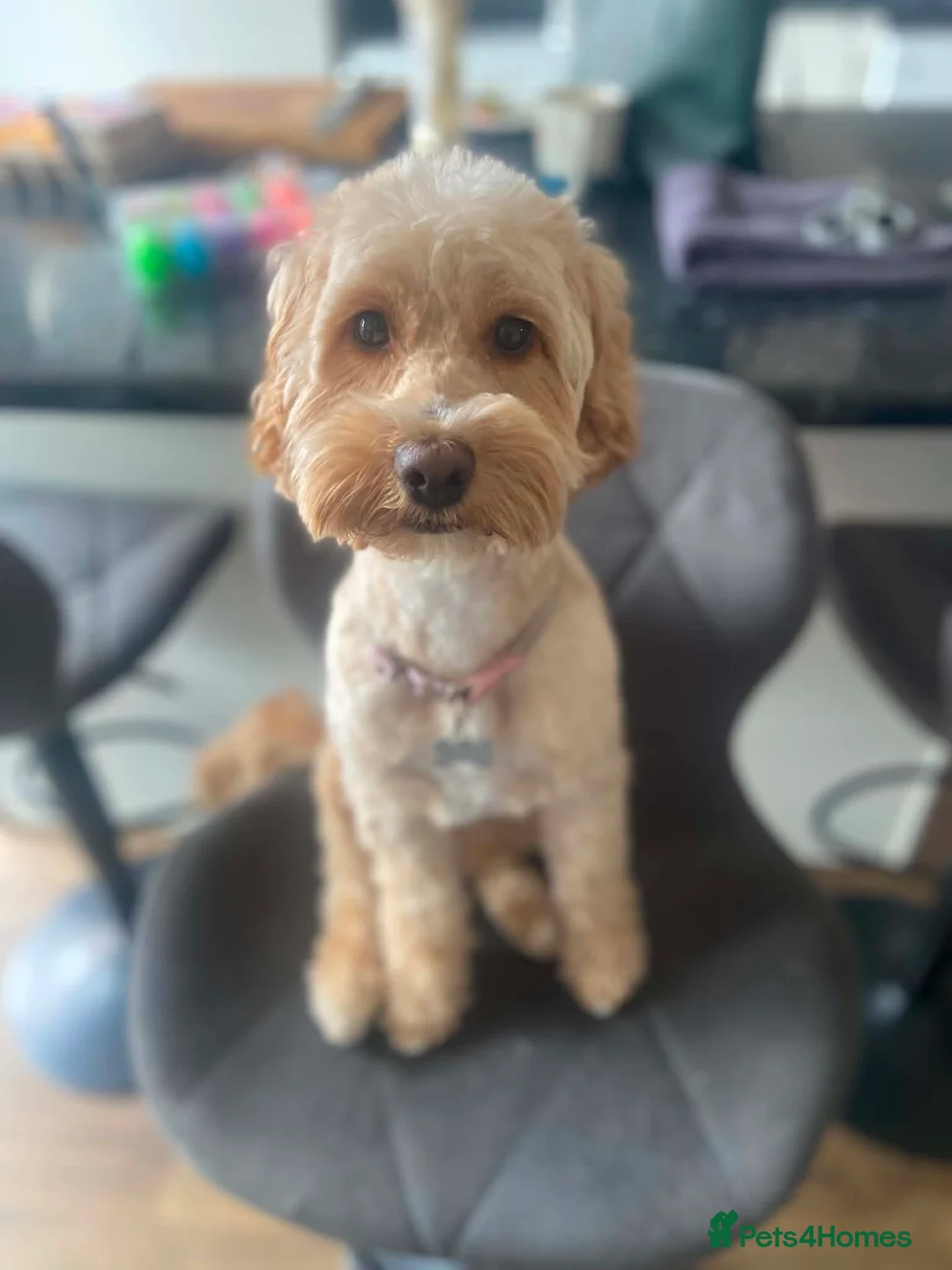 Cockapoo dogs for sale: Daisy- mini Cockapoo in Scunthorpe - Advert 1
