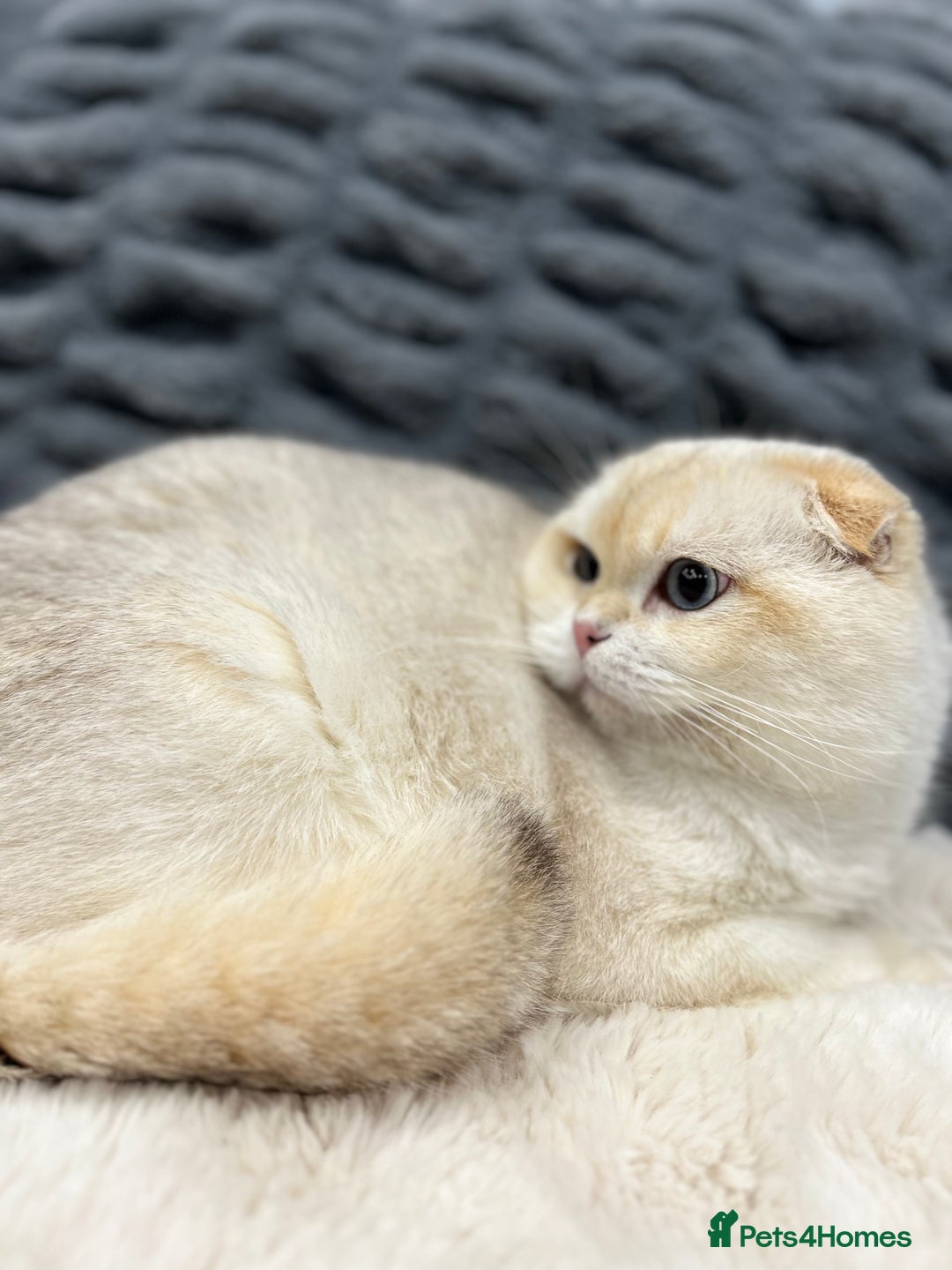 Scottish Fold cats for sale: Ready TICA reg stunning kittens available  - Image 29