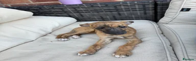 Mixed Breed 4