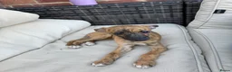 Mixed Breed dogs for sale: Whippet puppies for sale  in Swindon - Advert 9