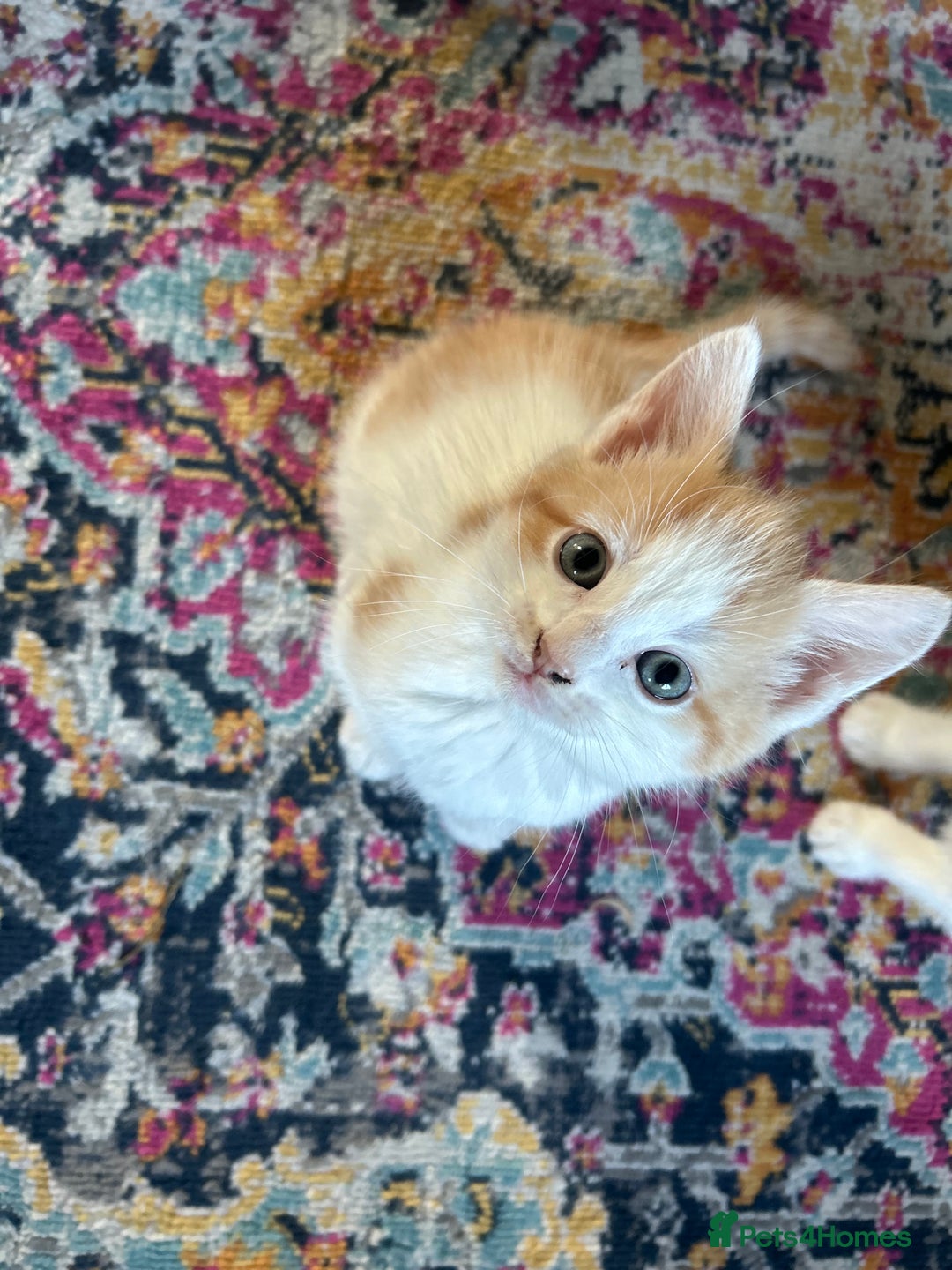 Domestic Shorthair cats for sale: Kitten available now - Image 6