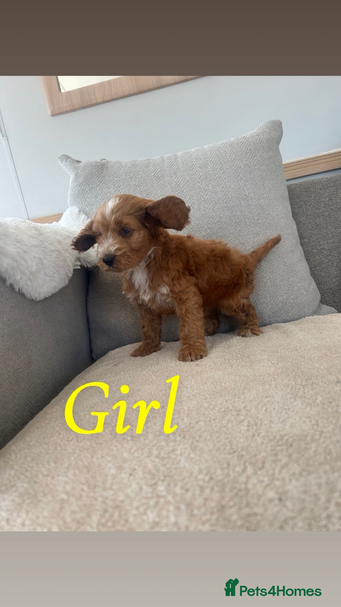 Cockapoo dogs Cockapoo pups for sale  - Advert 2