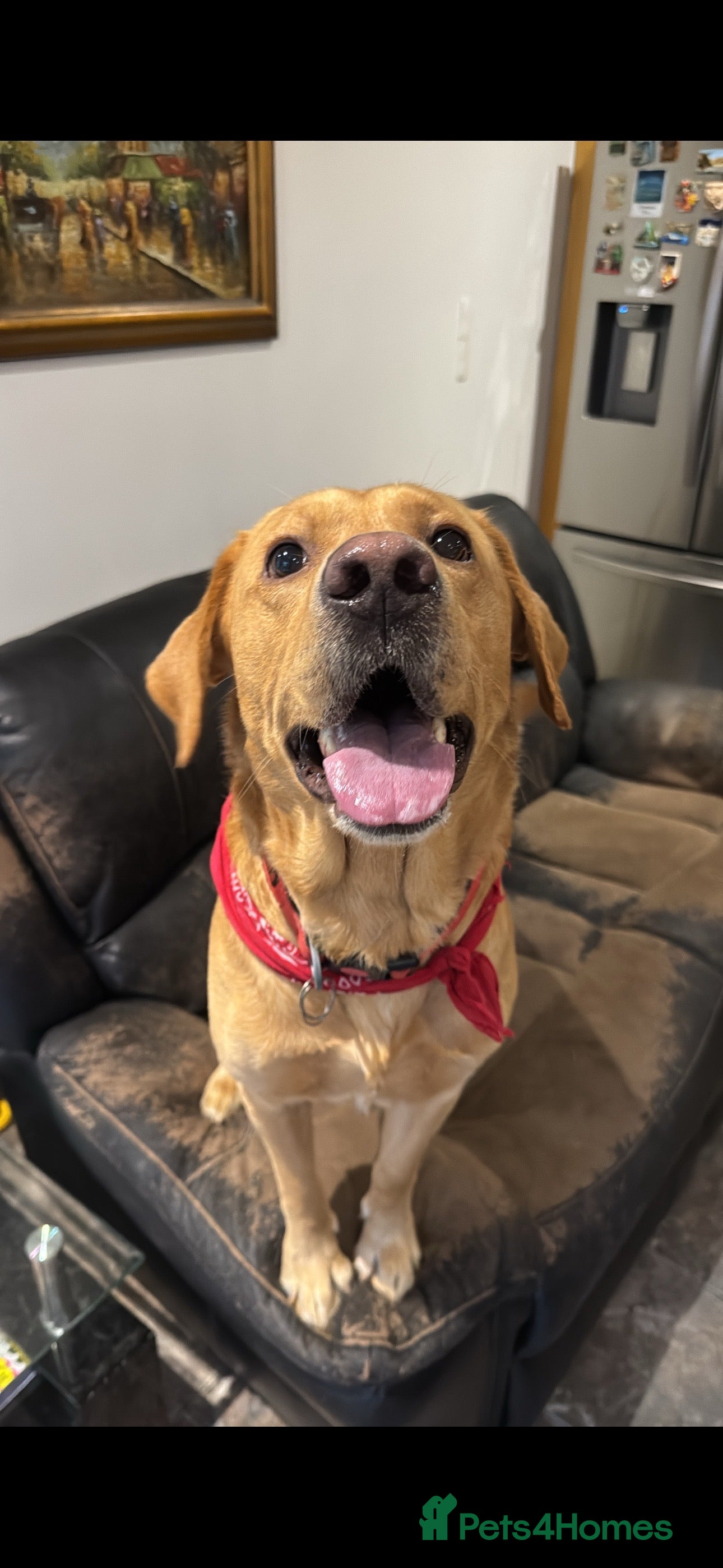 Labrador Retriever dogs Labrador Retriever Stud in Belfast - Advert 3