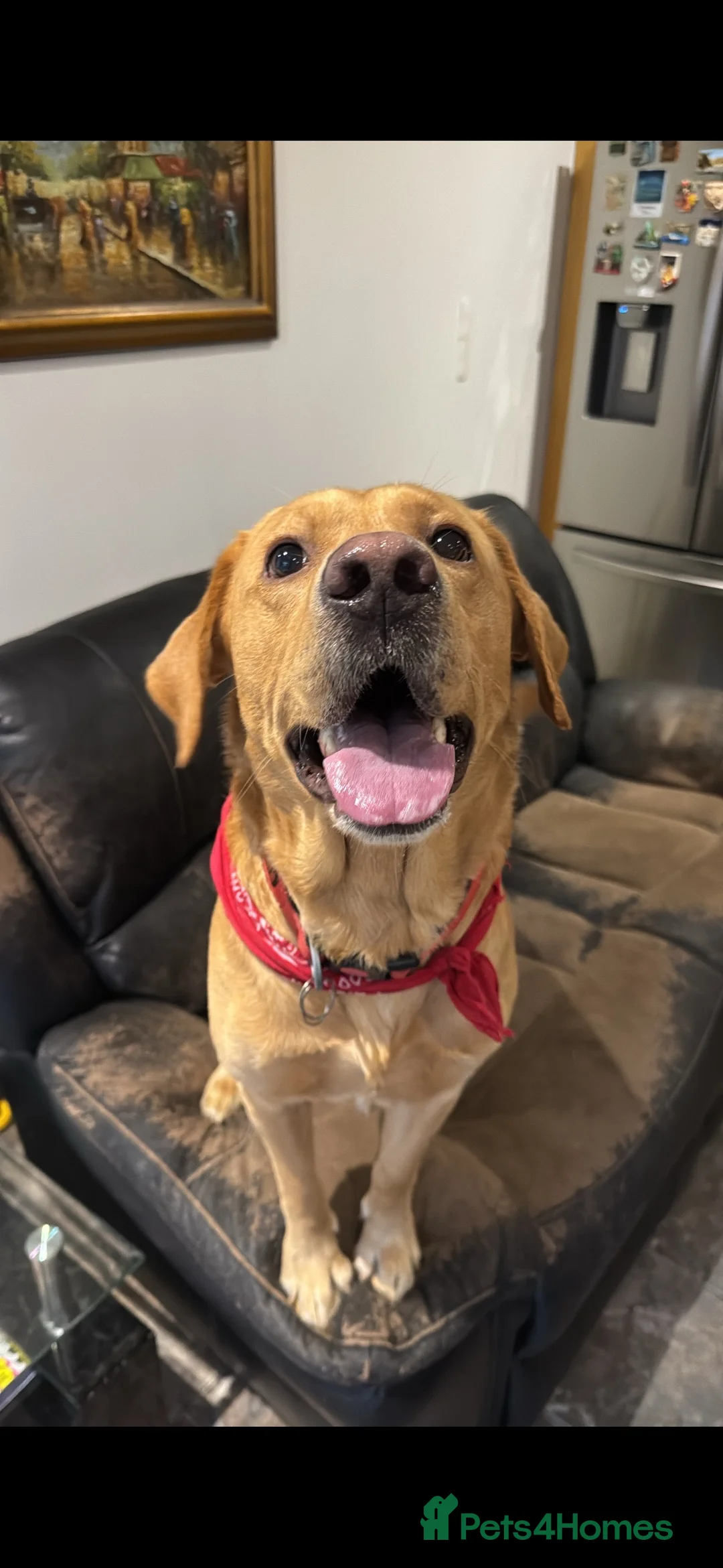 Labrador Retriever dogs for stud: Labrador Retriever Stud in Belfast - Advert 1