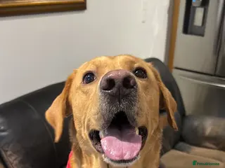 Labrador Retriever dogs Labrador Retriever Stud in Belfast - Advert 3