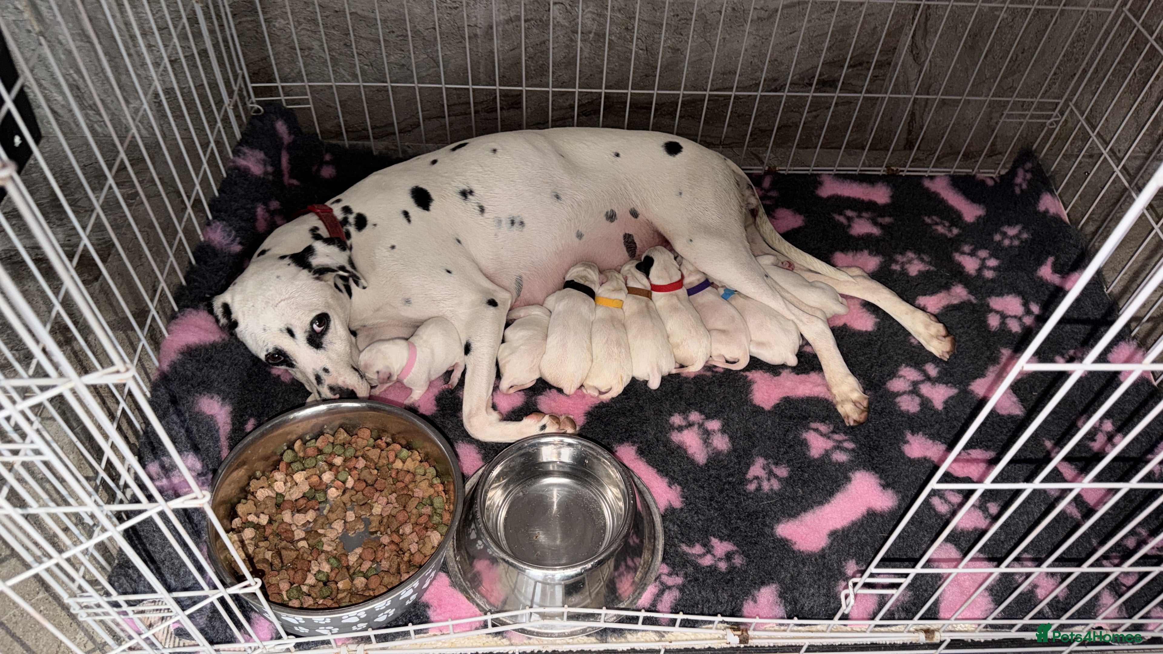 Dalmatian dogs 🏆🐾TOP QUALITY! BORN! TODAY! 29th sep  🐾🏆 - Advert 2