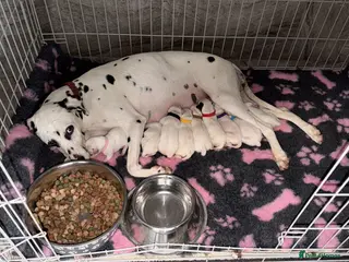 Dalmatian dogs 🏆🐾TOP QUALITY! BORN! 29th sep 🐾🏆 - Advert 2