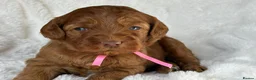 Australian Labradoodle dogs for sale: Superior Authentic Australian Labradoodle Puppies - Advert 2