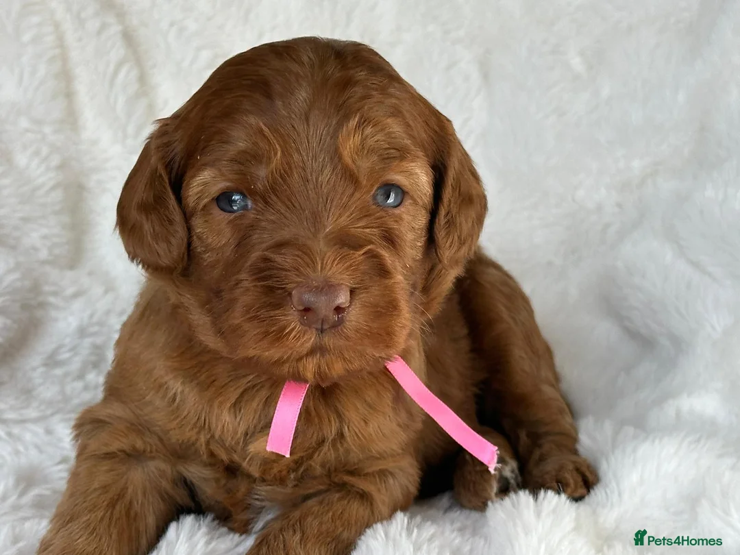 Australian Labradoodle dogs for sale: Superior Authentic Australian Labradoodle Puppies - Advert 2