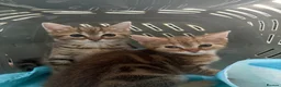 Mixed Breed cats for sale: Lilac x Tabby Kittens Bengal Style Female Pair - Advert 7