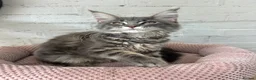 Maine Coon cats for sale: TICA Maine Coon Girls Ready Now DNA clear  - Advert 16