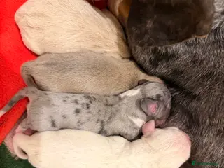 Miniature Dachshund dogs Exceptional mini dachshunds creams dapples - Advert 7