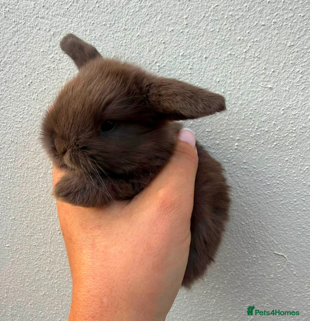 Mini Lop rabbits for sale: Purebred chocolate buck *Avail to Reserve* - Advert 2