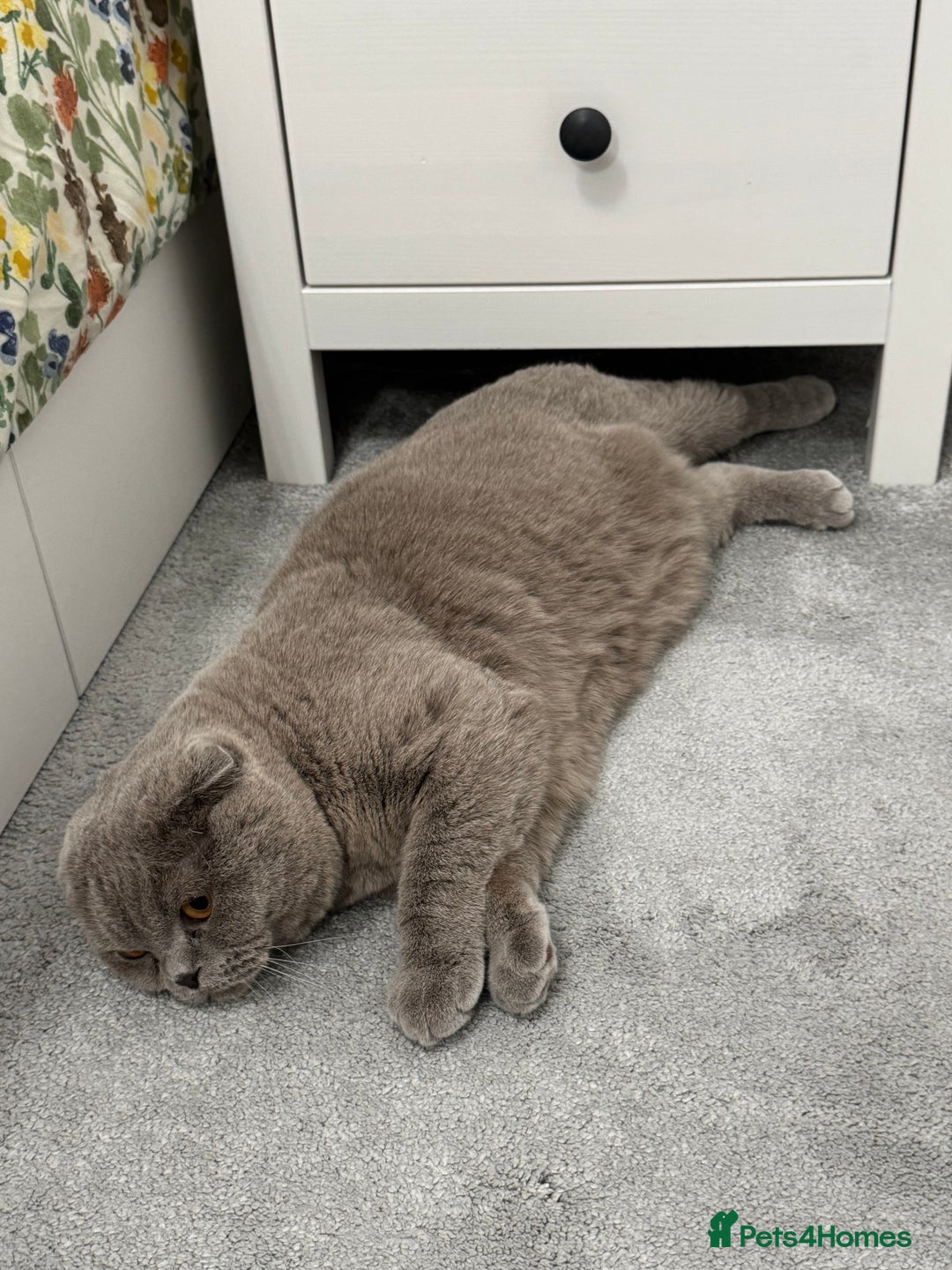 Scottish Fold cats for sale: Cross breed BSH and Scottish fold - Advert 4