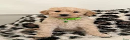 Labradoodle dogs for sale: Adorable Standard Labradoodle Puppies - Advert 14