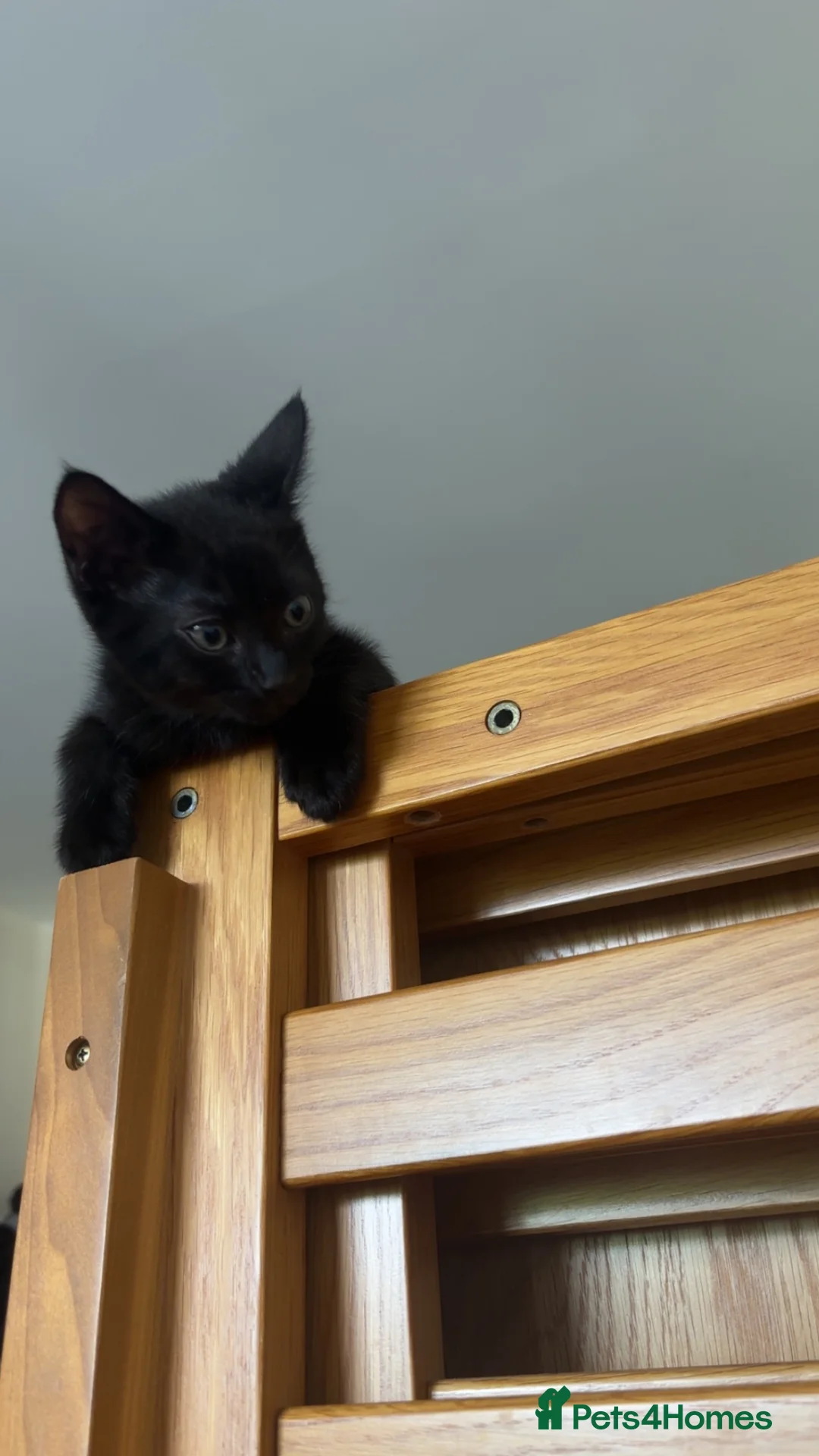 British Shorthair cats for sale: Black British shorthair male  - Advert 2