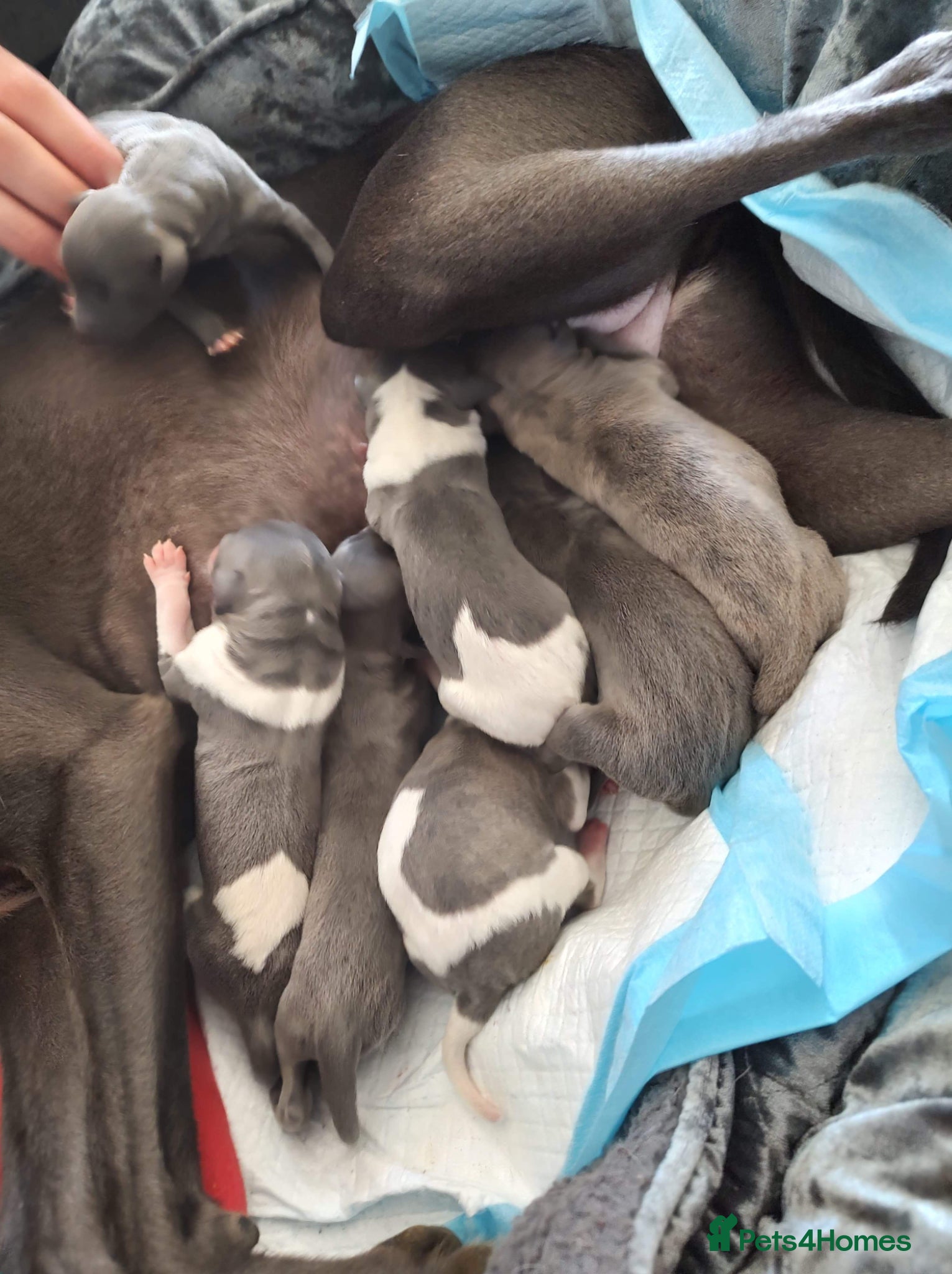 Whippet dogs Puppies due July - Advert 11
