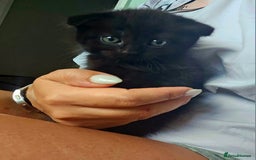Mixed Breed cats for sale: Scottish Fold Mix Kittens –Ready 16th August 🐾 - Image 3