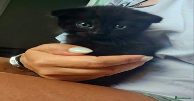 Mixed Breed cats - Advert 1