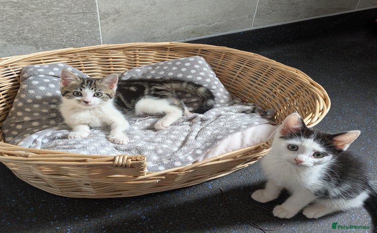 Domestic Shorthair cats - Advert 3