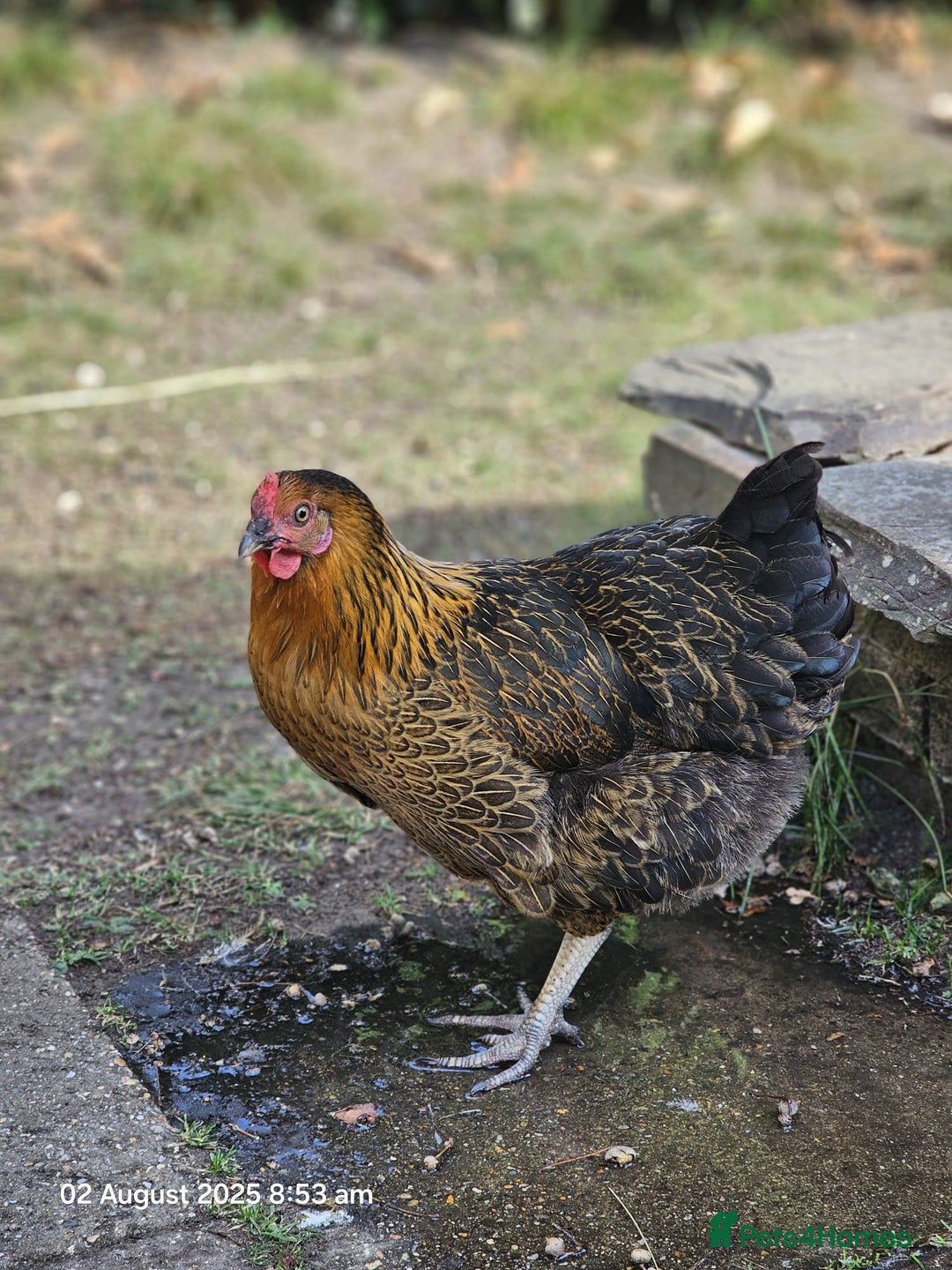 Chickens poultry for sale: 2x Rhode Rock Hens For Sale - Image 2
