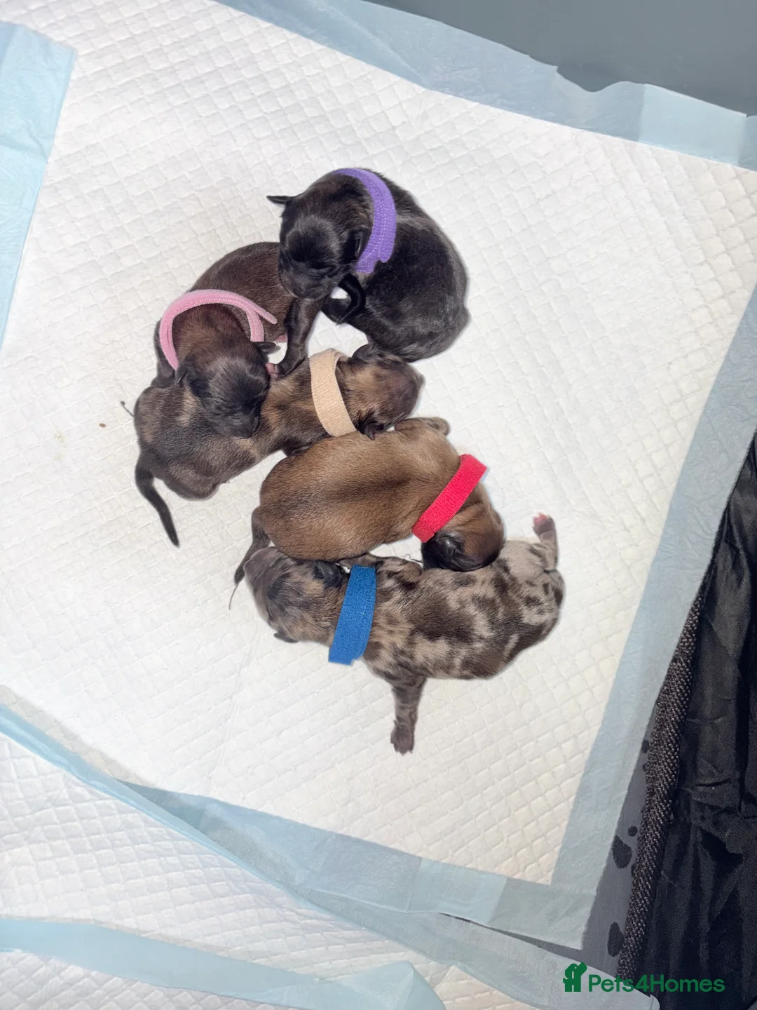 Pomchi dogs for sale: Pomchi - Advert 2