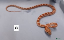 Corn Snake reptiles for sale: Corn Snake Morph Hatchling's  - Image 15