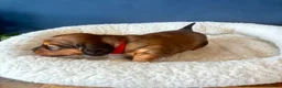 Miniature Dachshund dogs for sale: KC Registered Miniature Dachshund Puppies - Advert 17
