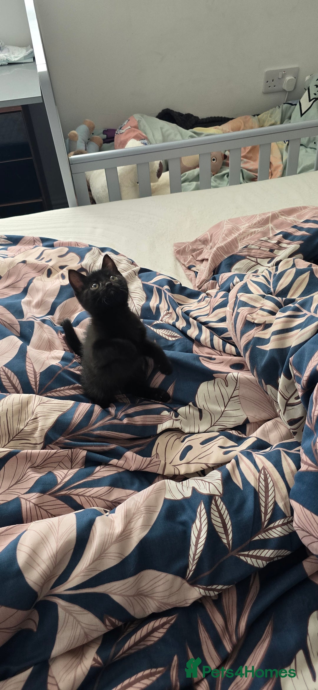 British Shorthair cats for sale: Black short-haired kitten 9 weeks old  - Image 1