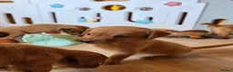 Labrador Retriever dogs for sale: 10 FOX RED KC LABS WITH HEALTH TESTED PARENTS - Advert 11