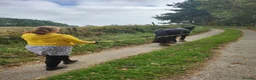 Irish Cob horses for sale: Beautiful Black Mare 13.2/3  in Helston - Advert 2
