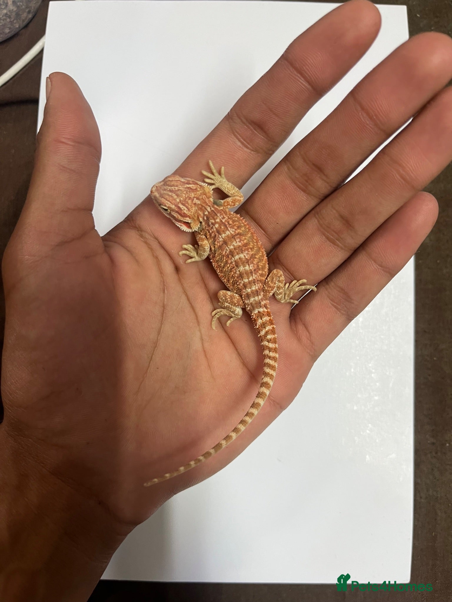 Bearded Dragon reptiles Baby Hypo bearded dragons🦎 - Advert 12