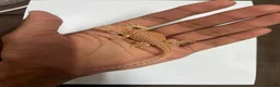 Bearded Dragon reptiles for sale: Baby Hypo bearded dragons🦎 - Advert 3