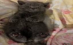 British Shorthair cats for sale: Male British shorthair kitten  - Image 12