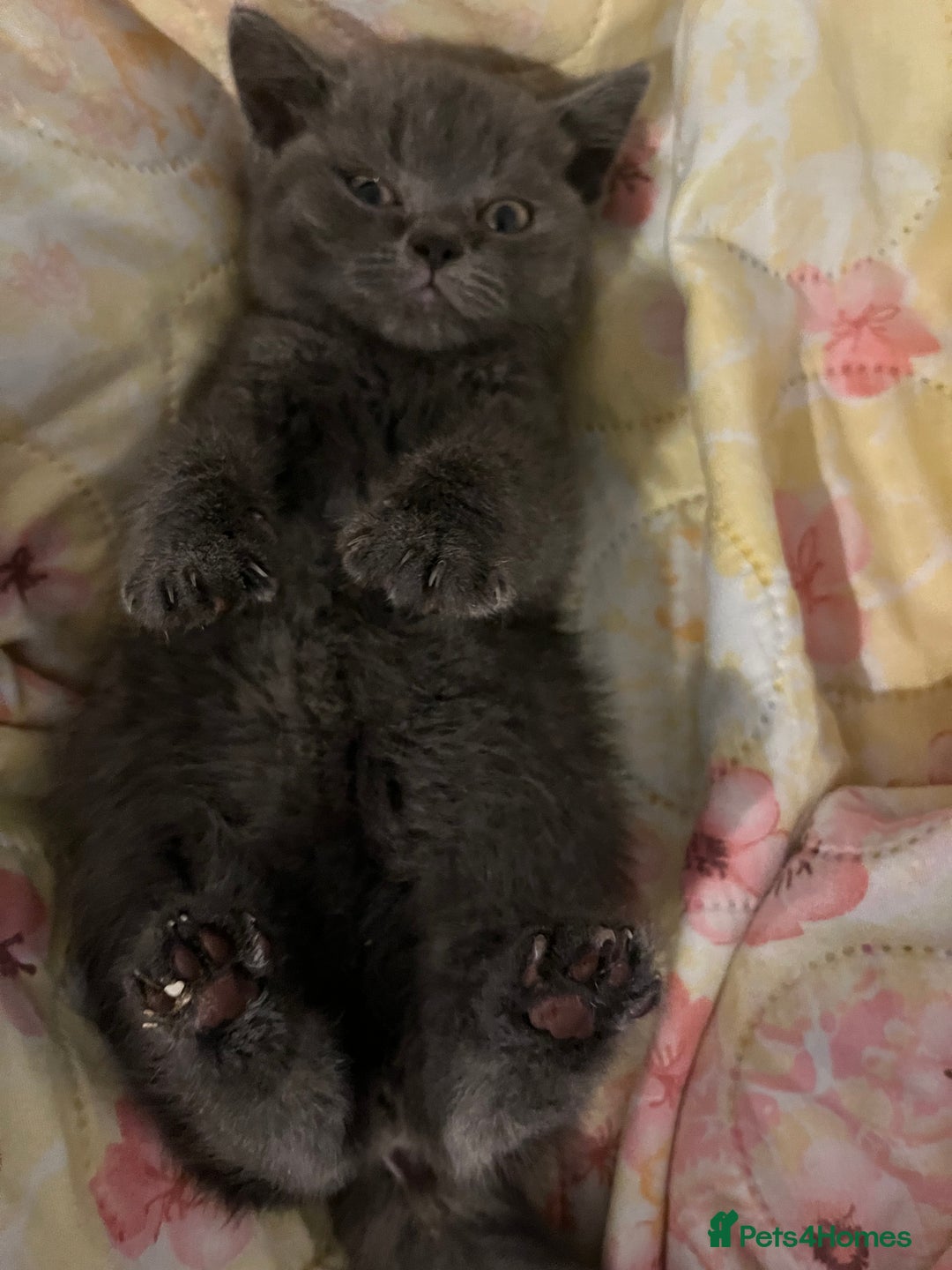 British Shorthair cats for sale: Male British shorthair kitten  - Image 12