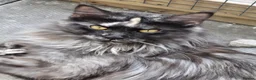 Maine Coon cats for sale: 🐾 Chunky TICA Registered Maine Coon Kittens 🐾 - Advert 4